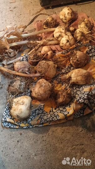 Рябчик императорский