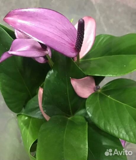 Комнатные цветы антуриум