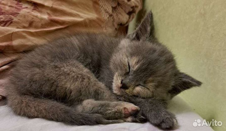 Отдам в добрые руки