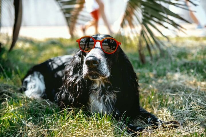 Русский спаниель вязка