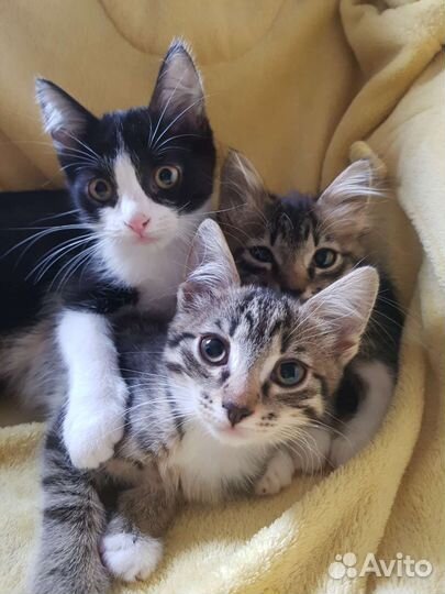 КотЁнки-сестрёнки