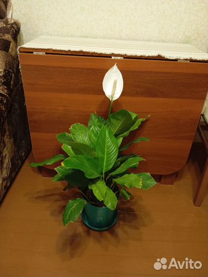 Спатифиллум