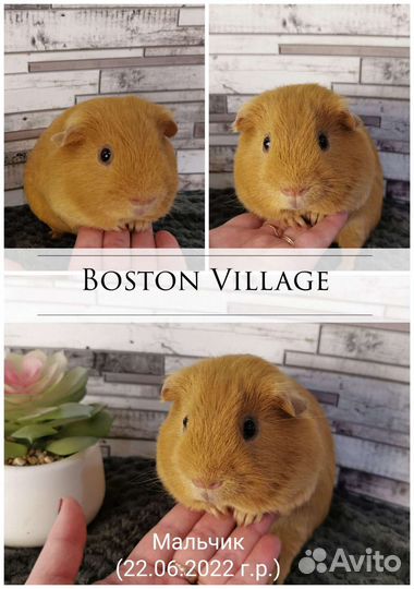 Морская свинка мальчик