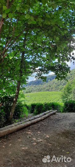 Экскурсии/гид по Сочи