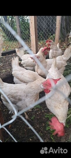 Куры несушки легорн