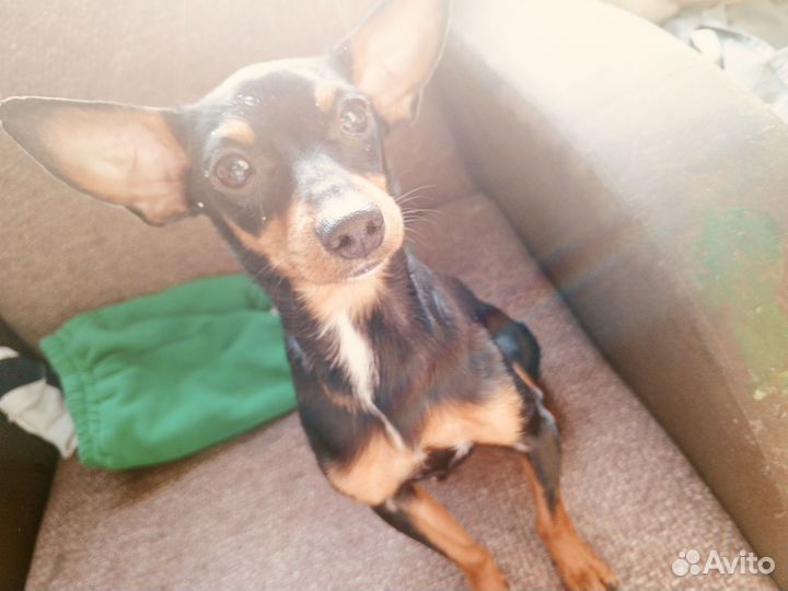 Мини тойчики