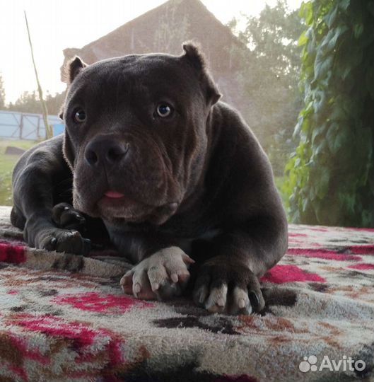 Американский булли экзот