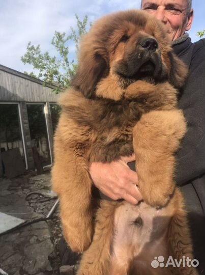 Тибетский мастиф щенки