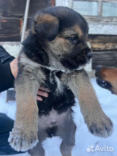 В добрые руки