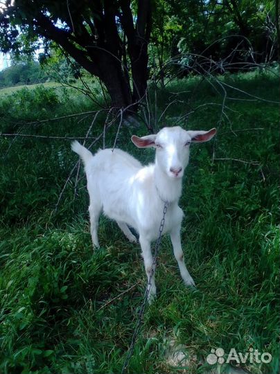 Распродажа стада коз