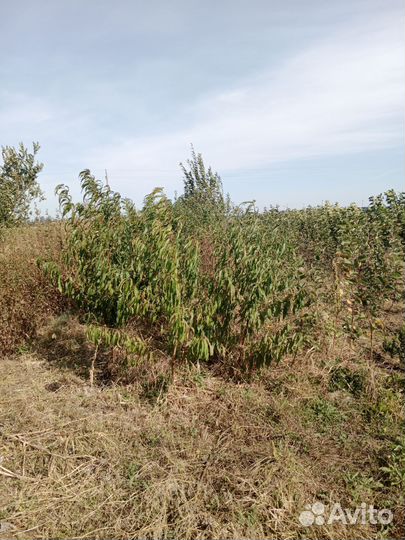 Саженцы плодовых деревьев