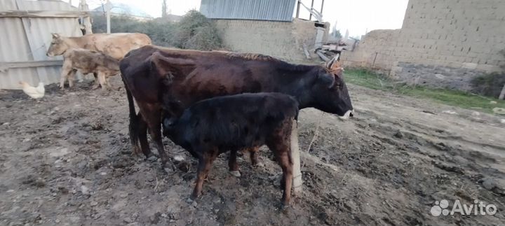 Продается корова