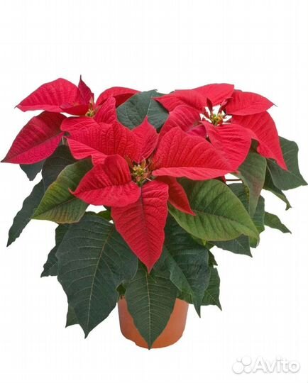 Пуансеттия (Рождественская звезда)