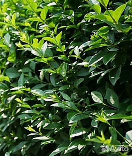 Бирючина обыкновенная оптом