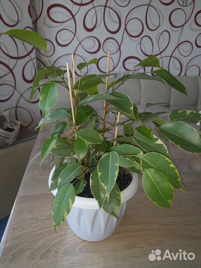 Фикус пестролистный