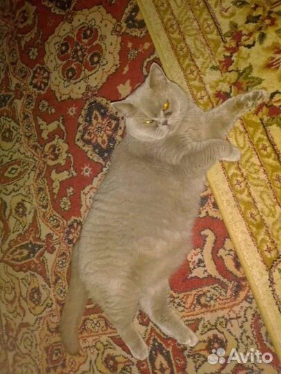 Кошка в дар