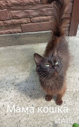 Котята в добрые руки бесплатно