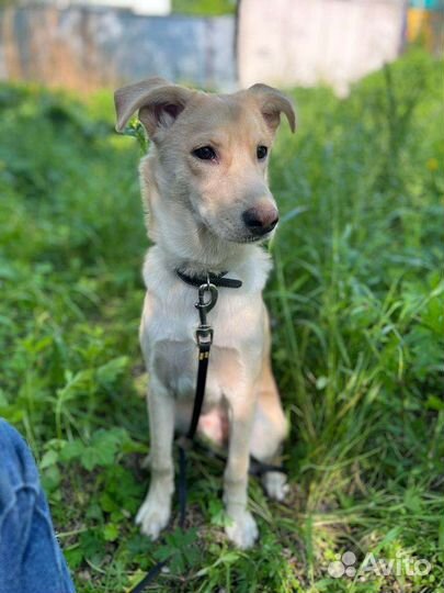 Отдам собаку в добрые руки