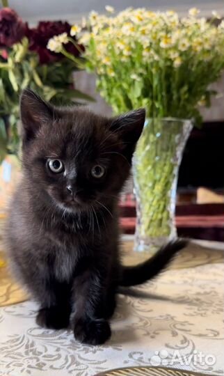 Котенок 2 месяца, мальчик. Отдам в добрые руки