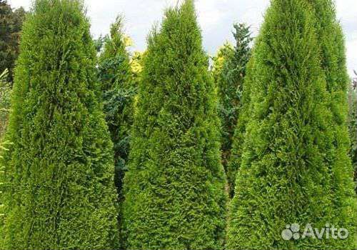 Туи. Колумна и Смарагд