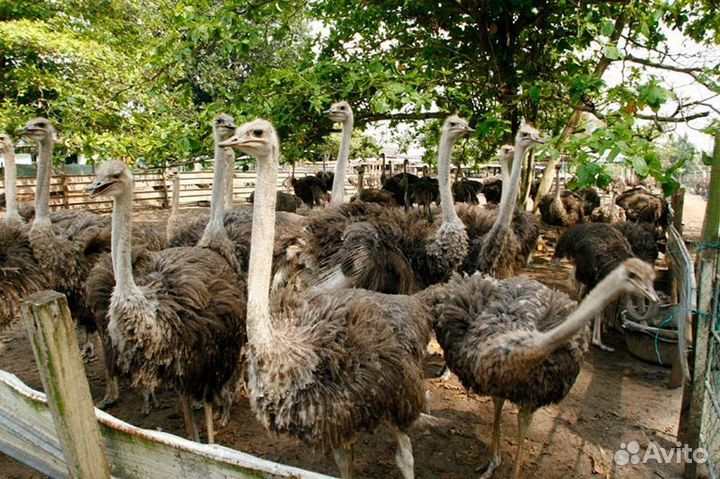 Страусята, яйцо инкубационное страуса