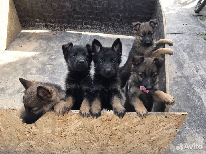 Щенки немецкой овчарки