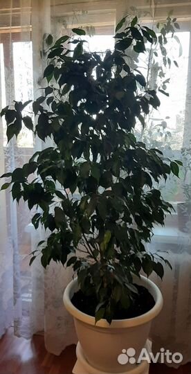 Бенджамина