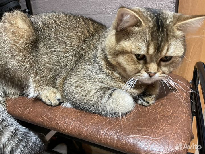 Шотландский кот вязка