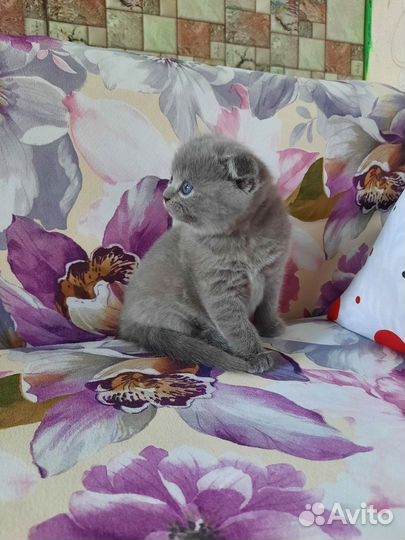 Плюшевые котятки