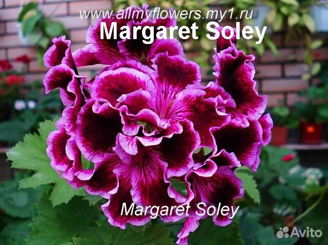 Пеларгонии Rosemaroy и др