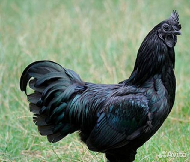 Молодые петухи