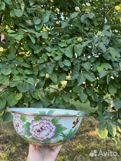 Фруктов клаузони