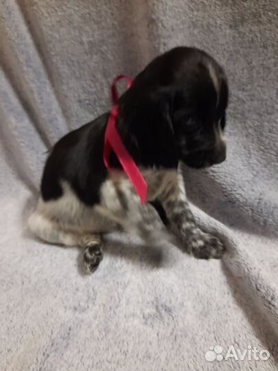 Русский спаниель