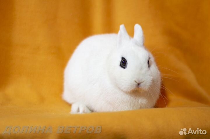 Кролики хототы от импортных производителей