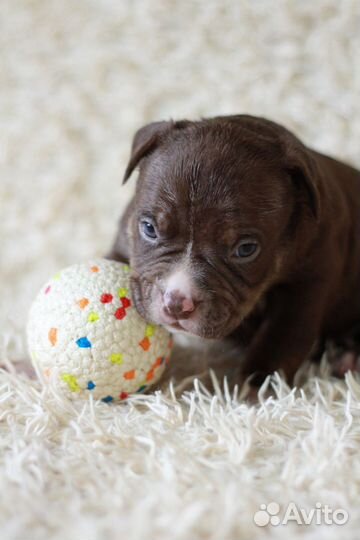 Мальчик булли