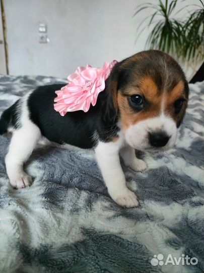 Щенки бигль