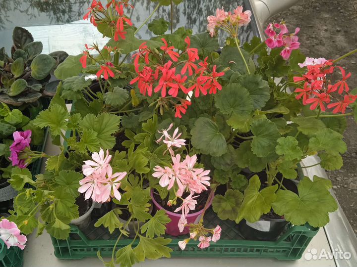 Пеларгония герань