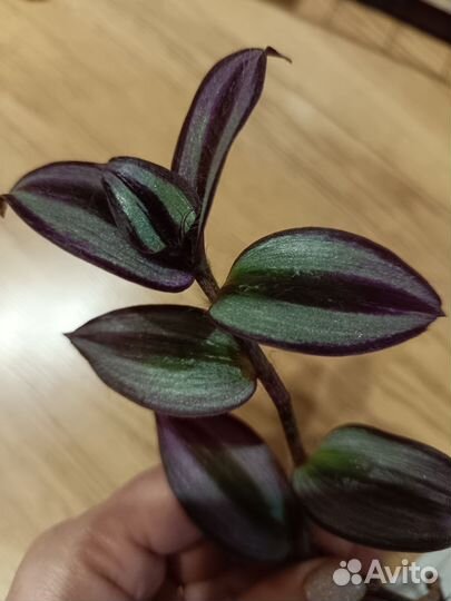 Эпипремнум, сциндапсус