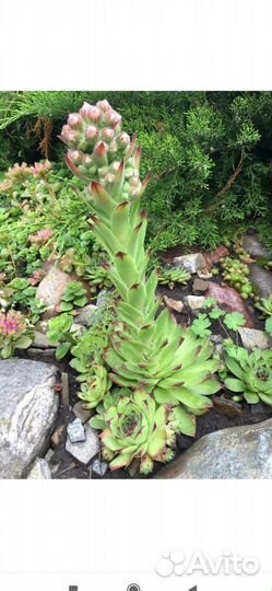 Молодило каменная роза