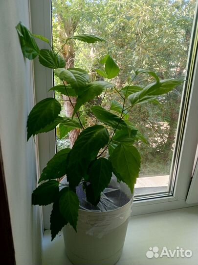 Комнатное растение