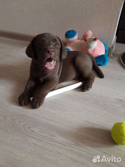 Шоколадный лабрадор на вязку