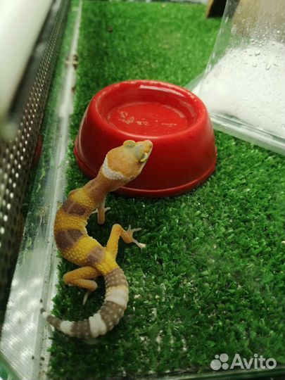 Геккон эублефар