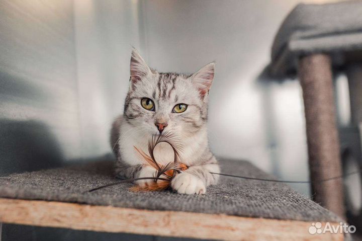 Миниатюрная Тибби в поисках мампап