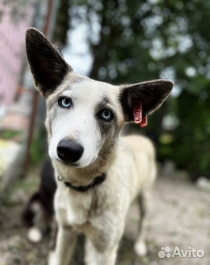 Девочка в добрые руки