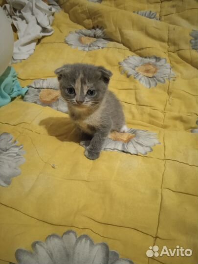 Британская