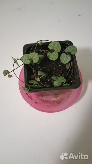 Церопегия вуда