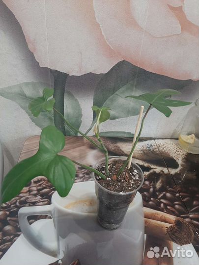 Филодендрон и Хамедорея