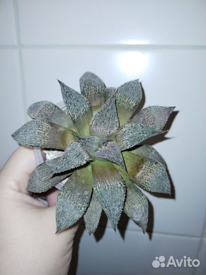 Суккуленты, хавортия, алоэ