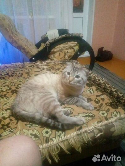 Британский веслоухий