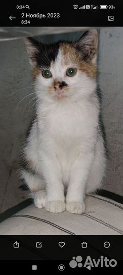 Кошки в добрые руки бесплатно